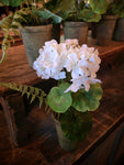 G191306 9In White Potted Geranium