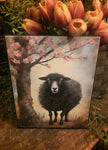 #HGC1096 Black Sheep Spring Canvas Print 8x10