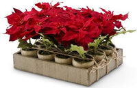 54680A-RD  Potted Red Poinsettia