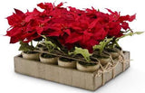 54680A-RD  Potted Red Poinsettia