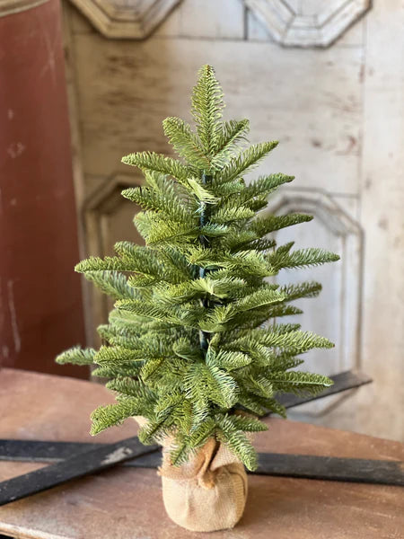 XHP8622  26In Shetland Spruce Tree 🌲