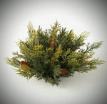 #ORB127 Realistic Atlantic White Cedar Orb