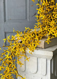 #BR5615  5Ft Sunrise Forsythia Garland