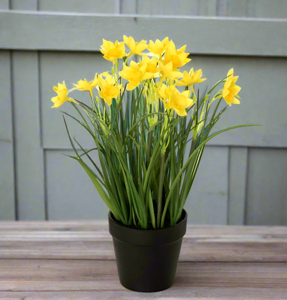 #28223POT  Potted Daffodils