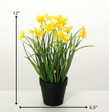 #28223POT  Potted Daffodils