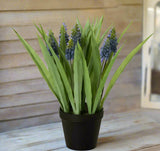 #28229POT  Potted Grape Hyacinth 6x6x14In