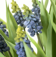 #28229POT  Potted Grape Hyacinth 6x6x14In