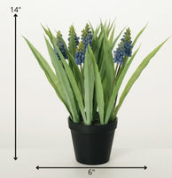 #28229POT  Potted Grape Hyacinth 6x6x14In