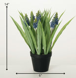 #28229POT  Potted Grape Hyacinth 6x6x14In