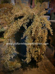 G219558  32In Tan Mini Monterey Cypress Hanging Bush