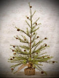 #CPT1 Cypress 3' Tall Pine Tree In Burlap 🌲Back In Stock!